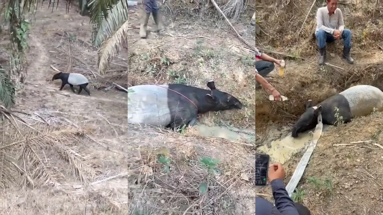 Seekor tapir ditemukan di areal perkebunan sawit di Kabupaten Mesuji, Lampung.