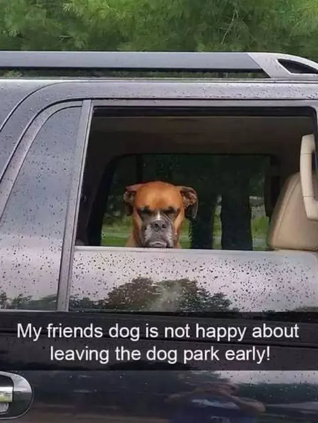7 Potret Anjing saat Diajak Naik Mobil Ini Ekspresinya Kocak