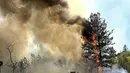 Sebuah pohon membakar di sepanjang Centennial Drive di Grass Valley, California, Rabu (25/8/2021). Kebakaran hutan California Utara yang telah membakar ratusan rumah bergabung dengan api di timur Los Angeles yang juga menghancurkan bangunan. (Elias Funez/The Union via AP)