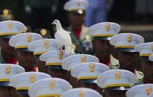 VIDEO: Tertangkap Kamera, Momen Unik Merpati Putih Hinggapi Topi Tentara saat Upacara HUT ke-80 RI