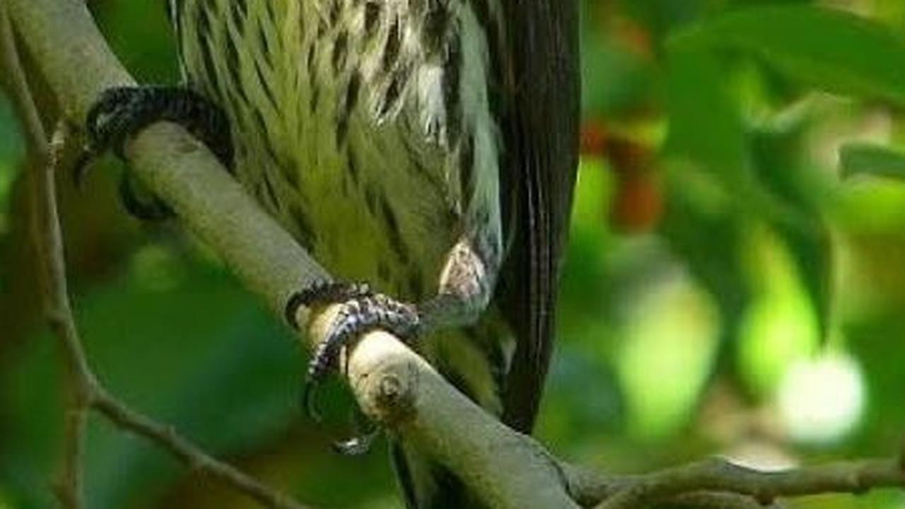 <b>Habitat dan Cara Merawat Burung Cucak Keling</b>