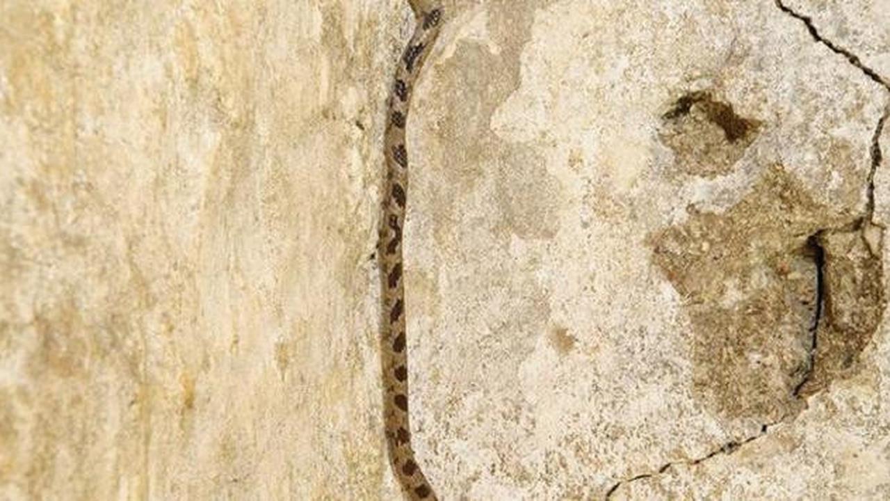 Lubang Kecil di Sudut Rumah: Cara Bedakan Jalur Ular, Tikus, atau Sekadar Retakan