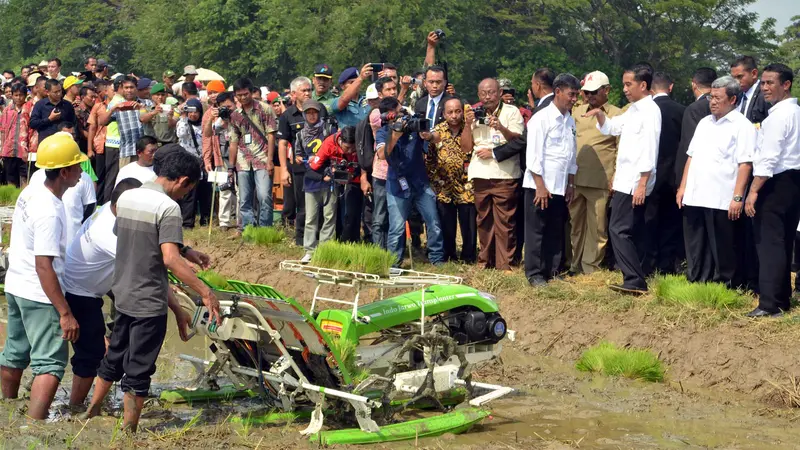 Jokowi Hadiri Panen Raya di Indramayu