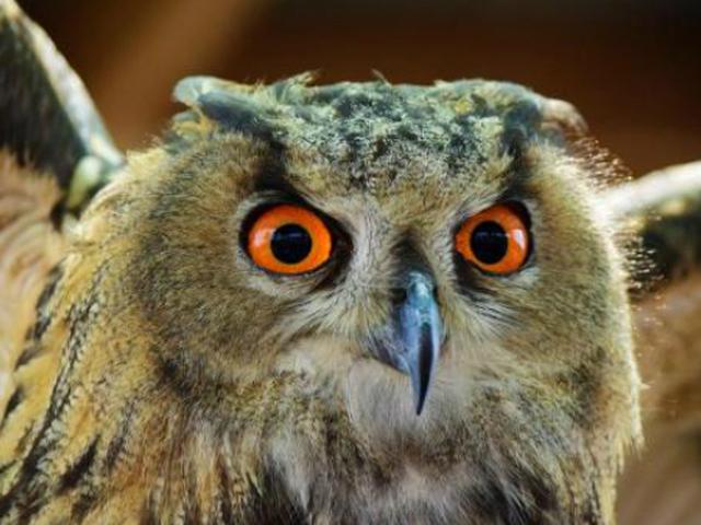 Kepala Botak Mengundang Serangan Burung Hantu Global Liputan6 Com