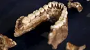 Fosil dari Homo Naledi, nenek moyang manusia dipajang di Maropeng, 10 September 2015. Para ilmuwan menemukan ratusan potongan dari 15 kerangka di satu gua di dekat Johannesburg. (REUTERS/Siphiwe Sibeko)