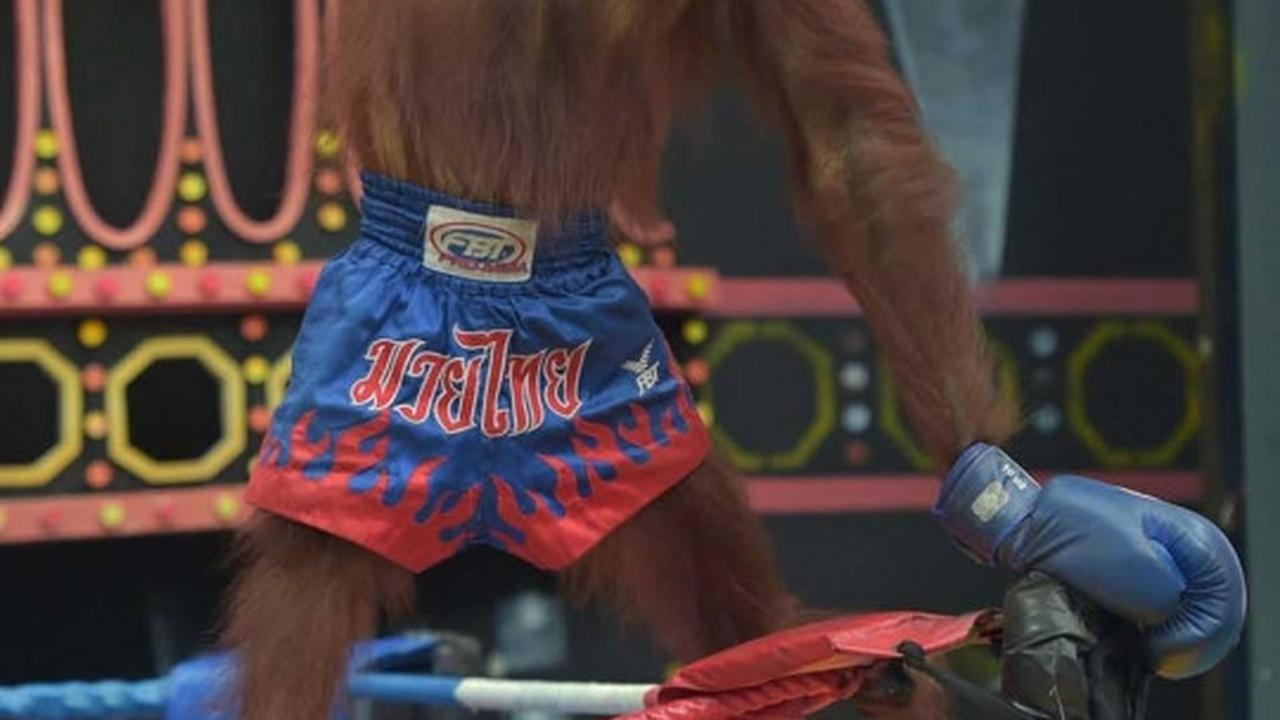 Aksi seru dan lucu orang utan bertanding Muay Thai