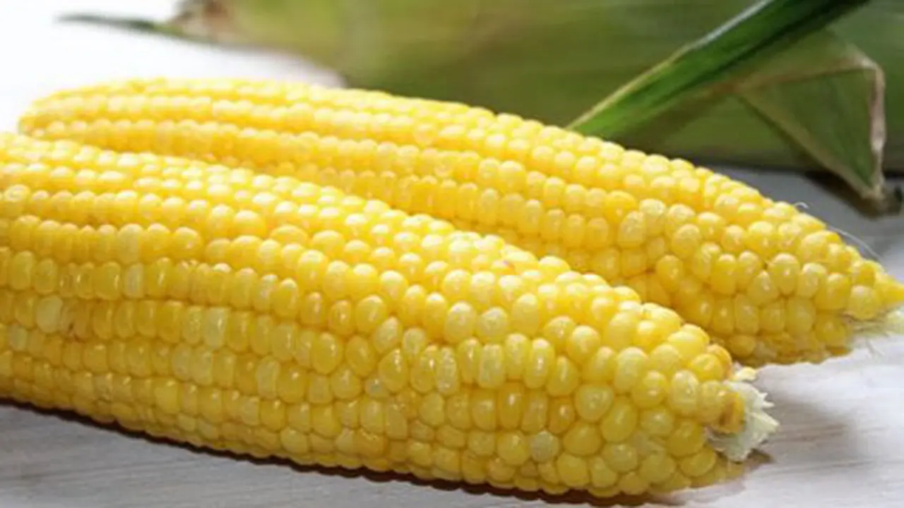 Jagung manis enak disantap saat hujan/copyright: mamasbear
