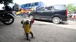 Atraksi topeng monyet menghibur pemudik di jalur Pantura Brebes, Jawa Tengah, Kamis (22/6). Kehadiran atraksi topeng monyet ini menjadi salah satu hiburan para pemudik yang hendak mudik ke kampung halamannya. (Liputan6.com/Gempur M Surya)