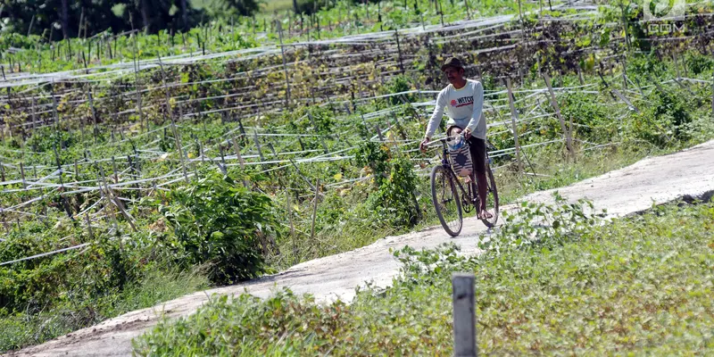 Pengaruh Cuaca, Petani Keluhkan Hasil Panen