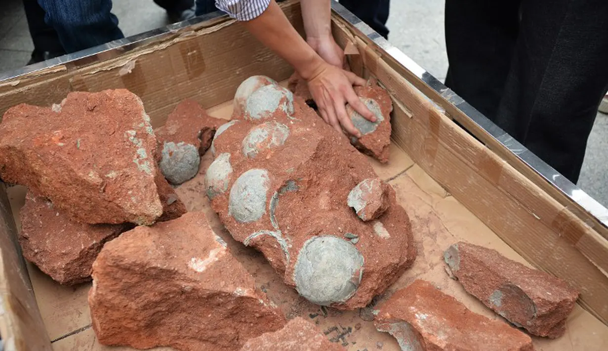Sebanyak 19 butir fosil telur Dinosaurus berhasil ditemukan secara tidak sengaja oleh petugas perbaikan jalan di Heyuan, Tiongkok, Kamis (23/4/2015). Pekerjaan galian tanah di area seluas 1,3 km2 terpaksa dihentikan untuk penelitian. (AFP Photo/China Out)
