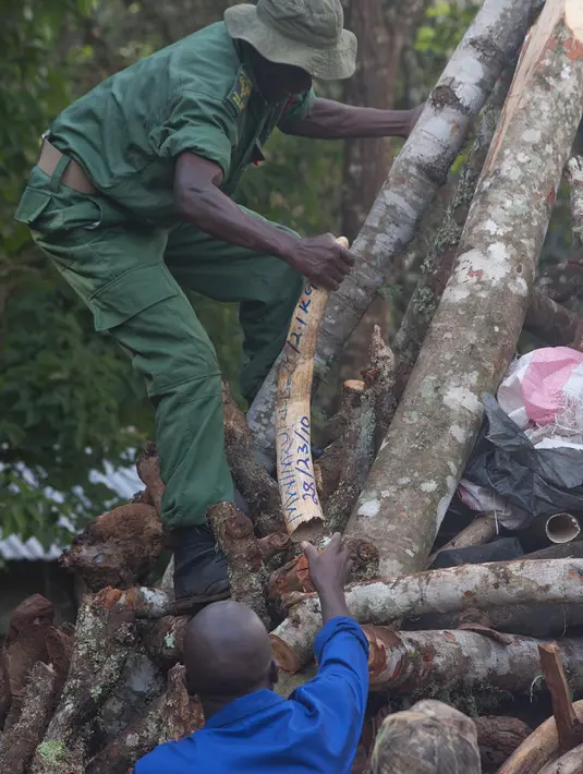Petugas berwenang Malawi menyiapkan 2,6 ton gading gajah selundupan dari Tanzania untuk dimusnahkan, Senin (14/3/2016). Gading sebanyak 781 buah senilai hampir USD3 juta (sekitar Rp39 miliar) tersebut dimusnahkan dengan cara dibakar. (AMOS GUMULIRA/AFP)