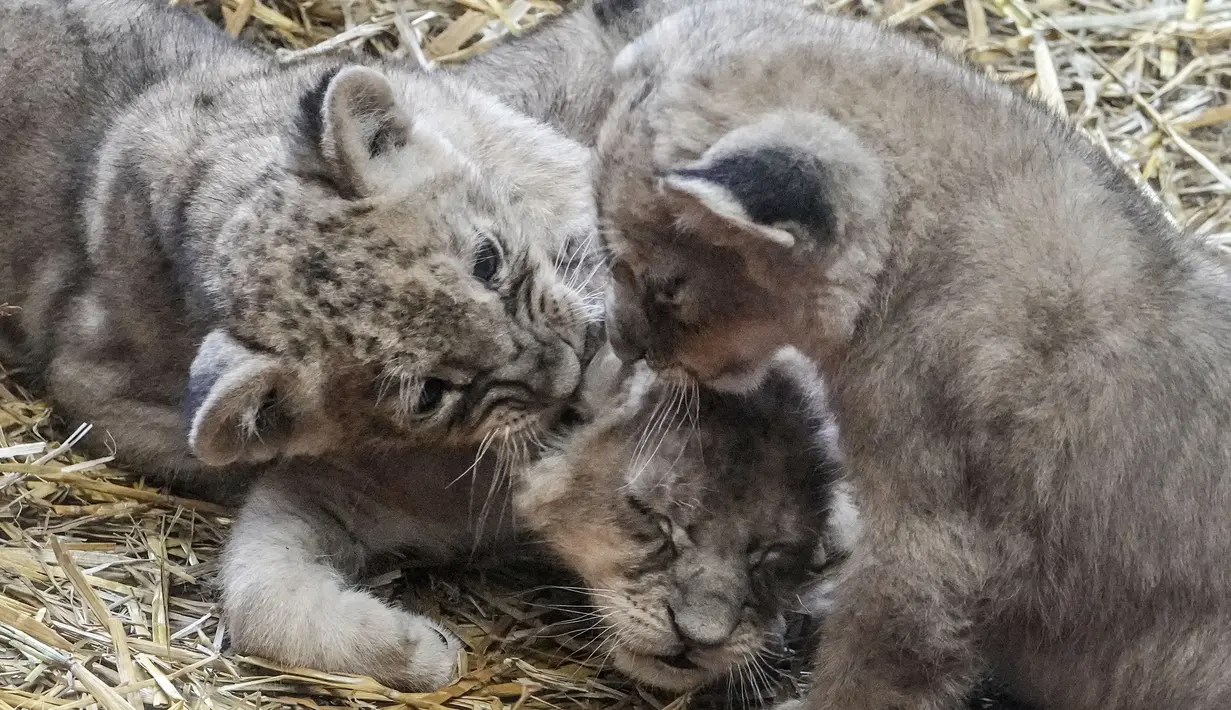 Tiga anak singa kembar Jamila, Kumani dan Malaika menikmati hari pertama mereka diperlihatkan ke publik di Kebun Binatang di Gelsenkirchen, Jerman, Senin (15/11/2021). Sang induk, Fiona melahirkan tiga anak singa itu pada 8 Oktober 2021 lalu. (AP Photo/Martin Meissner)