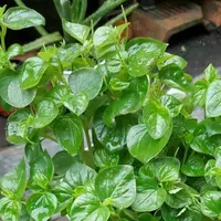 Ilustrasi Daun Sirih Cina.