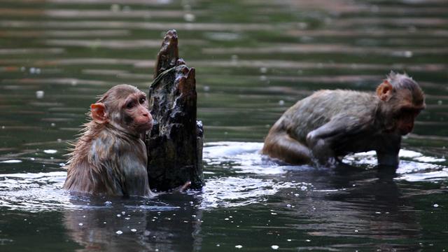 Monyet Jaga Jarak Saat Makan Pisang di Tengah Pandemi Corona India ...