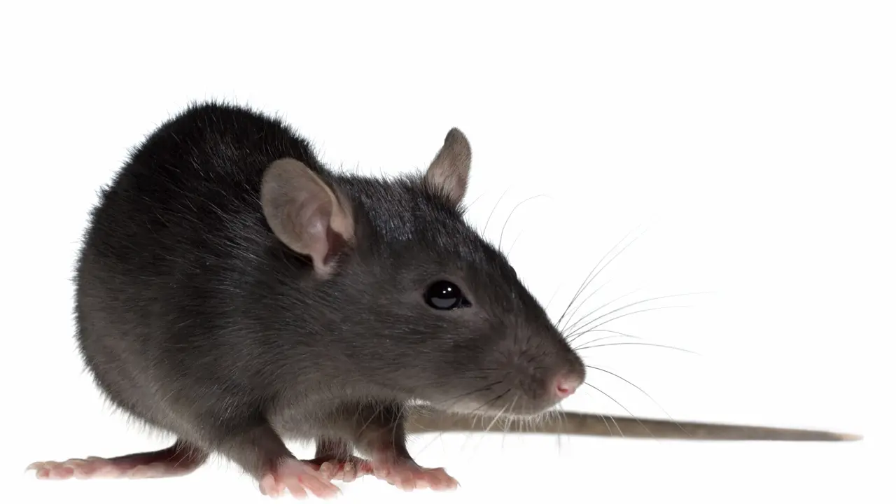 Hati-Hati, Leptospirosis Mulai Serang Warga Pegunungan 