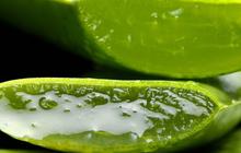 10 Manfaat Lidah Buaya untuk Kecantikan, Rahasia Kulit Glowing Alami dan Bisa Awet Muda
