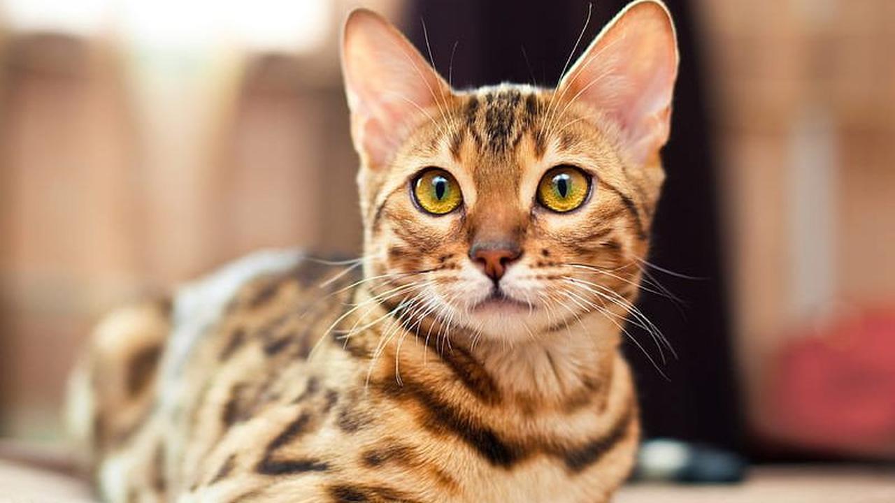 <b>Kepribadian dan Sifat Kucing Bengal</b><br>