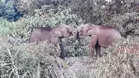Gajah Sumatra di Padang Sugihan Kabupaten Ogan Komering Sumsel (Dok. BKSDA Sumsel / Nefri Inge)