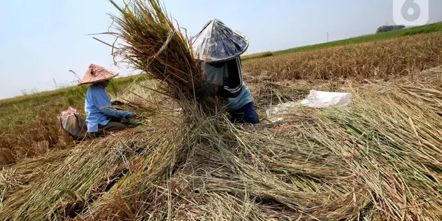 Harapan Daerah Lumbung Beras Usai UU Reforma Agraria Disahkan