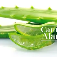 Lidah buaya sebagai racikan alami kekinian. (boldsky.com)