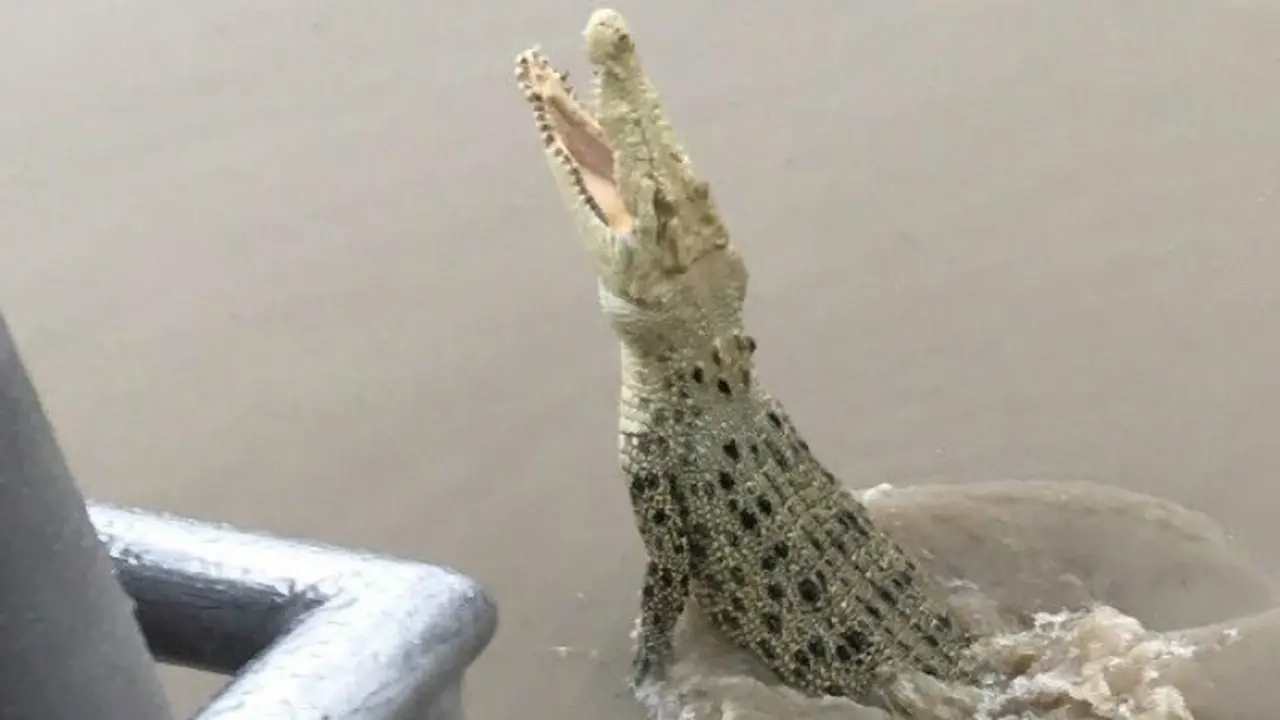 Buaya albino putih terlihat di perairan Darwin pada 7 Januari 2018