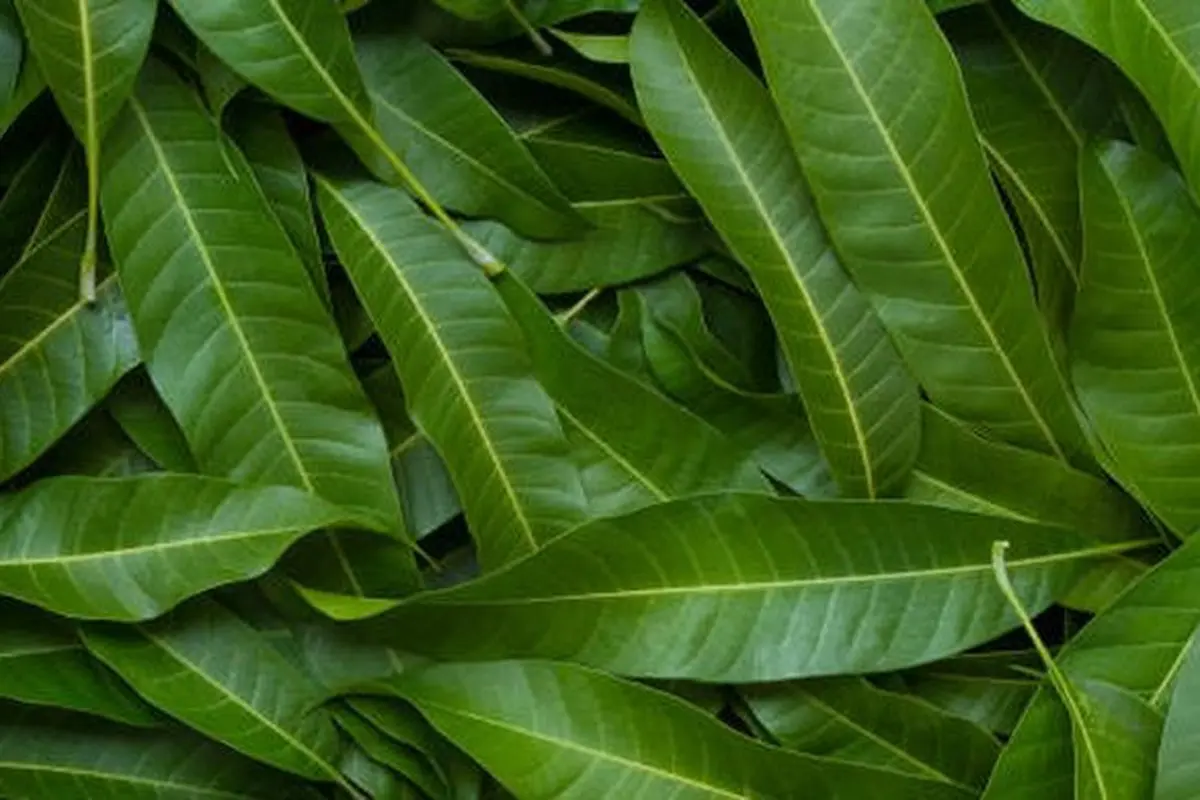 Daun Mangga (Sumber: iStockPhoto/piyaset)