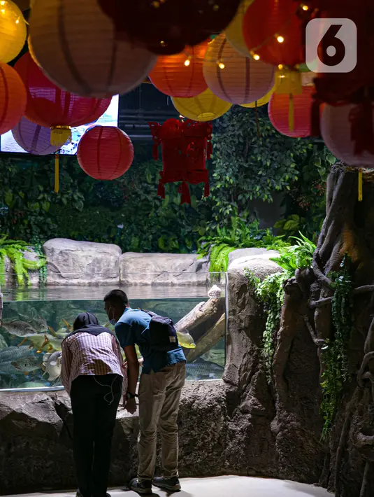 Pengunjung menyaksikan koleksi satwa Jakarta Aquarium & Safari di Jakarta Barat, Jumat (12/2/2021). Jakarta Akuarium merupakan tempat konservasi alam dan satwa laut yang memiliki konsep edutainment sekaligus menjadi destinasi wisata untuk warga menghabiskan libur Imlek. (Liputan6.com/Faizal Fanani)