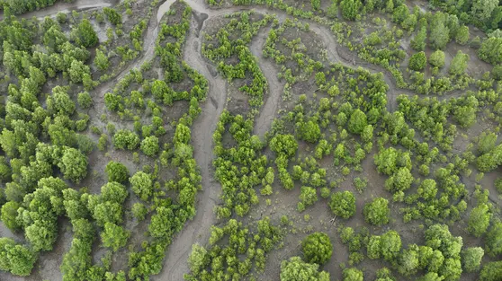 Indonesia Perkuat Rehabilitasi Mangrove Berbasis Ekologi