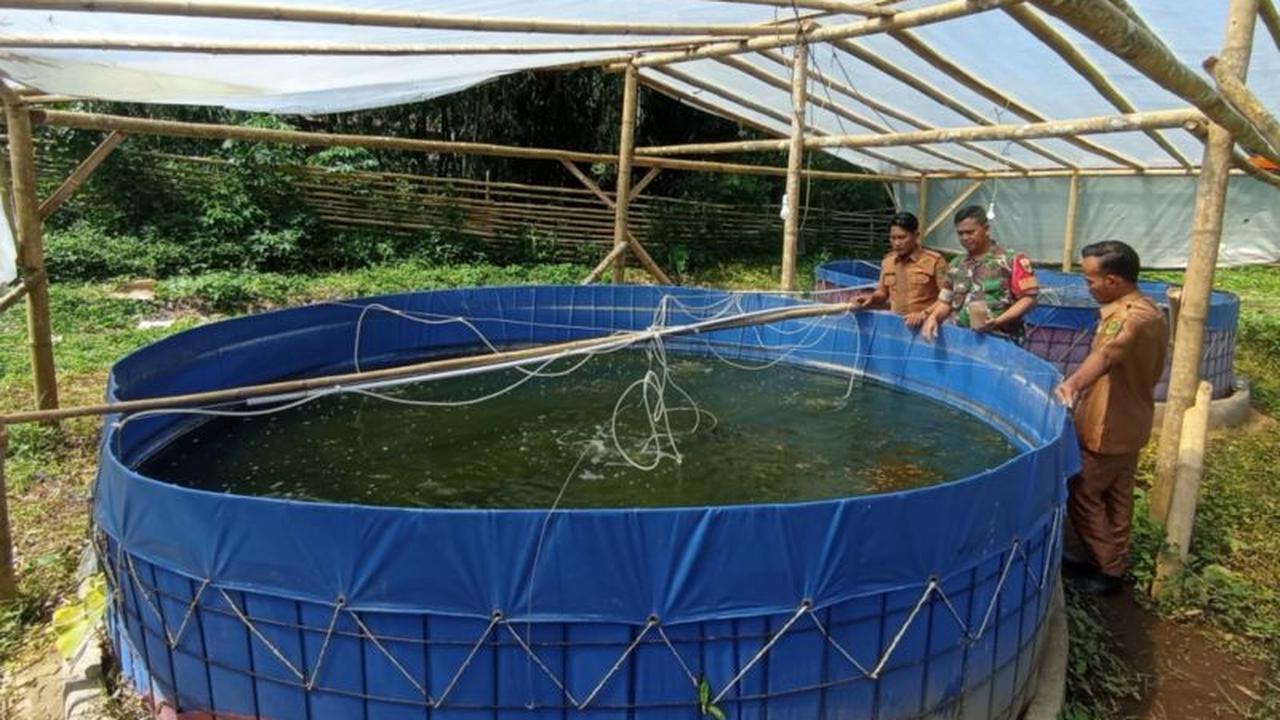 Kodim Rejang Lebong Gencarkan Budidaya Ikan Nila Bioflok, Wujudkan Ketahanan Pangan Masyarakat