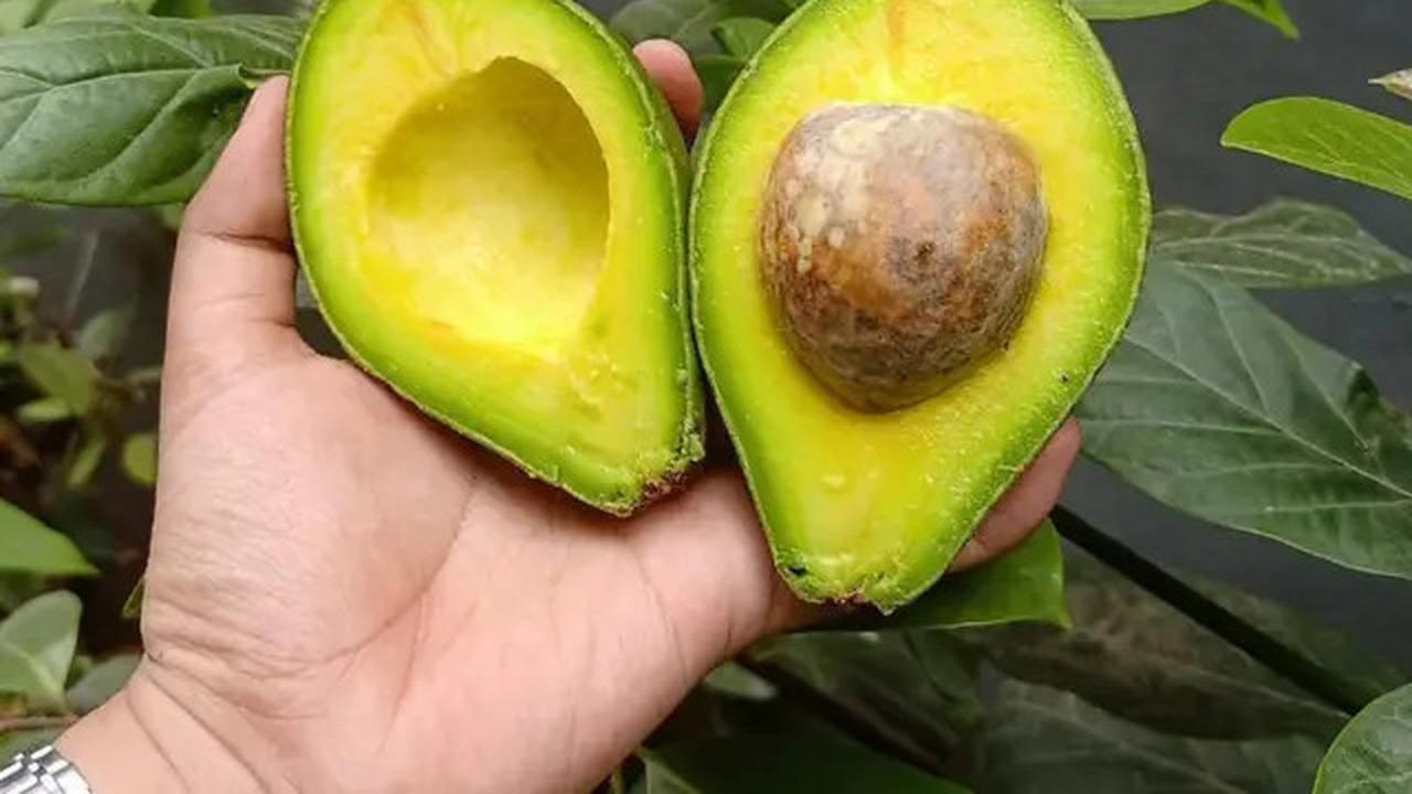 Sayuran Tinggi Protein yang Mudah Ditanam Sendiri, Cocok untuk Pola Makan Sehat