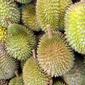 Ilustrasi buah durian. (Pixabay.com/PublicDomainPictures)