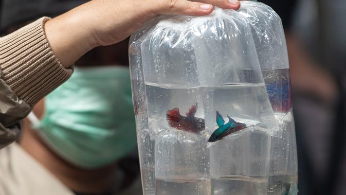 Seorang pembeli memeriksa ikan cupang di pasar ikan hias Parung di Bogor, Provinsi Jawa Barat, pada 5 November 2020. Pasar ikan hias Parung merupakan pasar ikan hias terbesar di Indonesia. (Xinhua/Veri Sanovri)