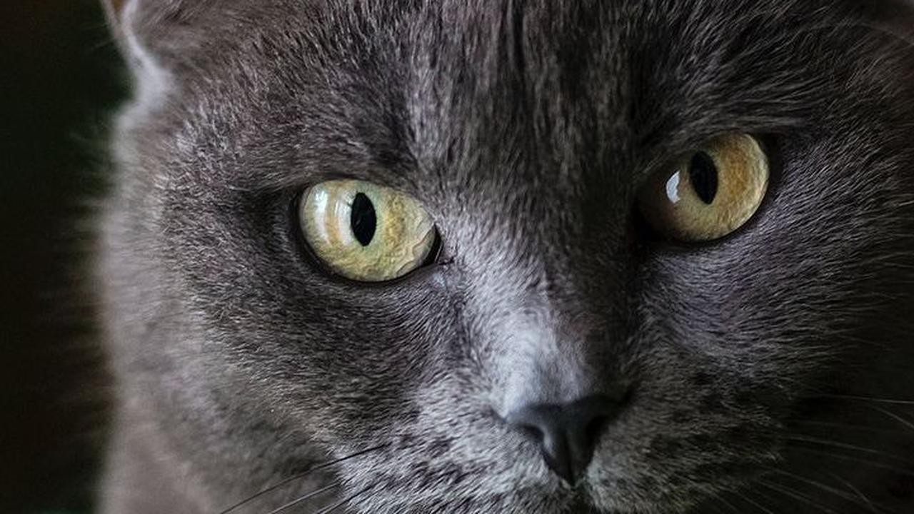 120 Nama Kucing Jantan, Beri Kesan Gagah dan Keren pada Anabul Kecintaanmu