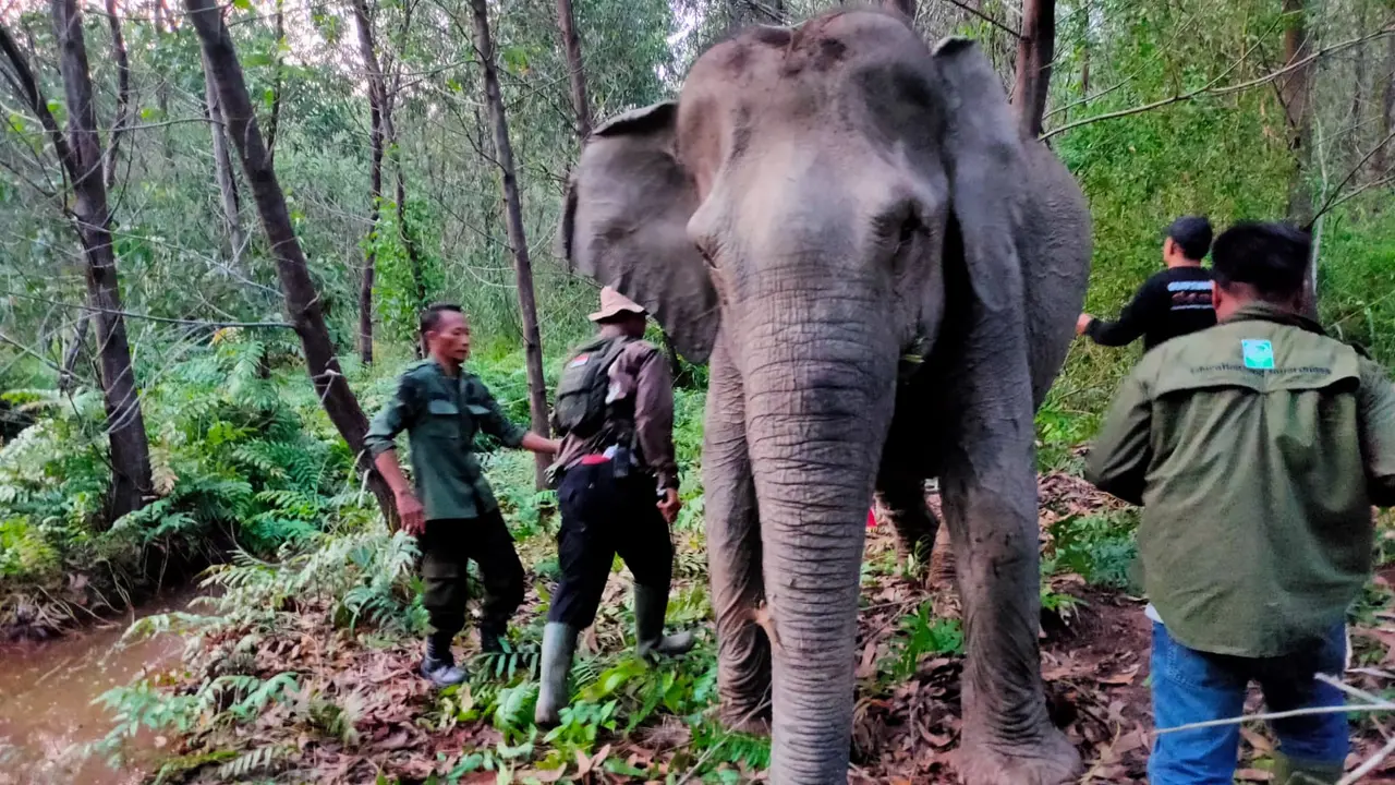 GPS Collar dan Pelestarian Habitat Gajah Sumatra di Sumsel