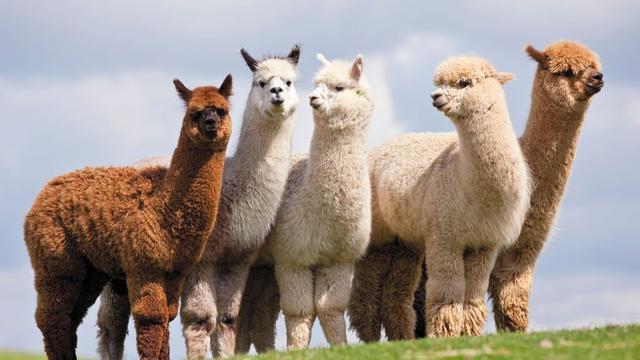 Download 80 Koleksi Gambar Hewan Alpaca Paling Baru HD