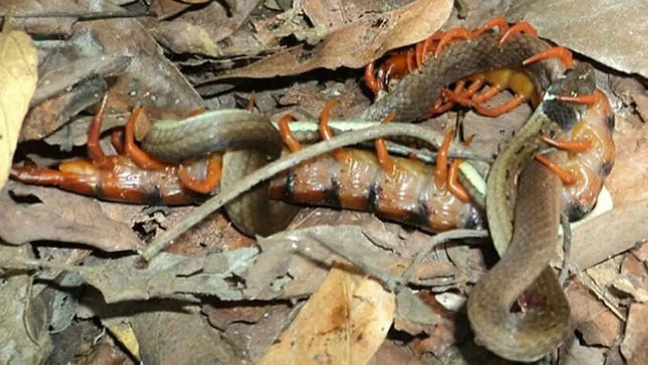 Tim ahli biologi di Thailand mengabadikan momen seekor kelabang raksasa menyerang ular hingga mati (Chiacchio et al., J Insect Behav (2017)