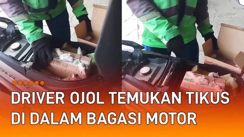 VIDEO: Driver Ojol Temukan Tikus di Dalam Bagasi Motor, Ternyata Keluar dari Isi Paketnya