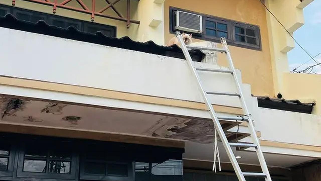 6 Potret Kucing Nyantai di Atap Rumah, Sering Dikira Hilang karena Tak Pulang