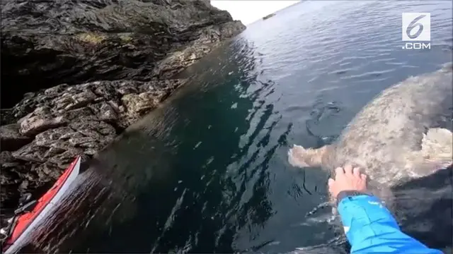 Seekor singa laut menghampiri pemain kayak berkali-kali. Bukan untuk mengganggu tapi minta bagian tubuhnya dielus oleh pemain kayak.