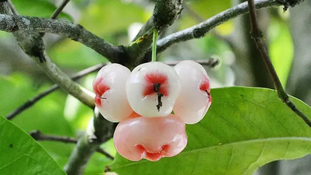 Jenis Jambu Air Termanis