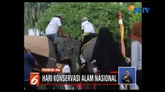 Serunya pelaksanaan car free day di Pekanbaru, Riau, karena dihibur dengan hadirnya gajah. Kegiatan tersebut sekaligus dalam rangka memperingati Hari Konservasi Alam Nasional.