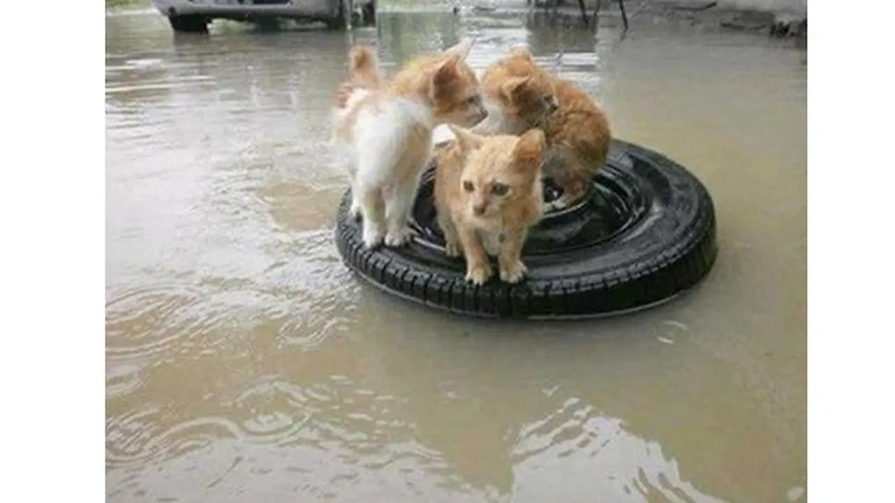Foto 5 Kucing Menyelamatkan Diri dari Banjir Ini Bikin Terenyuh