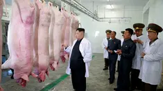 Kim Jong Un memeriksa bangkai babi sebelum diolah saat mengunjungi Peternakan Babi Thaechon di Korea Utara, 23 April 2017. Dalam kunjungan ini, Kim Jong Un didampingi sejumlah pejabat. (AFP /Foto/KCNA VIA KNS/Str)