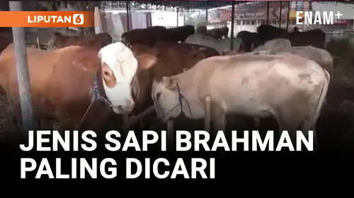 VIDEO: Jenis Sapi Brahman Paling Dicari Warga Kota Sukabumi untuk Kurban