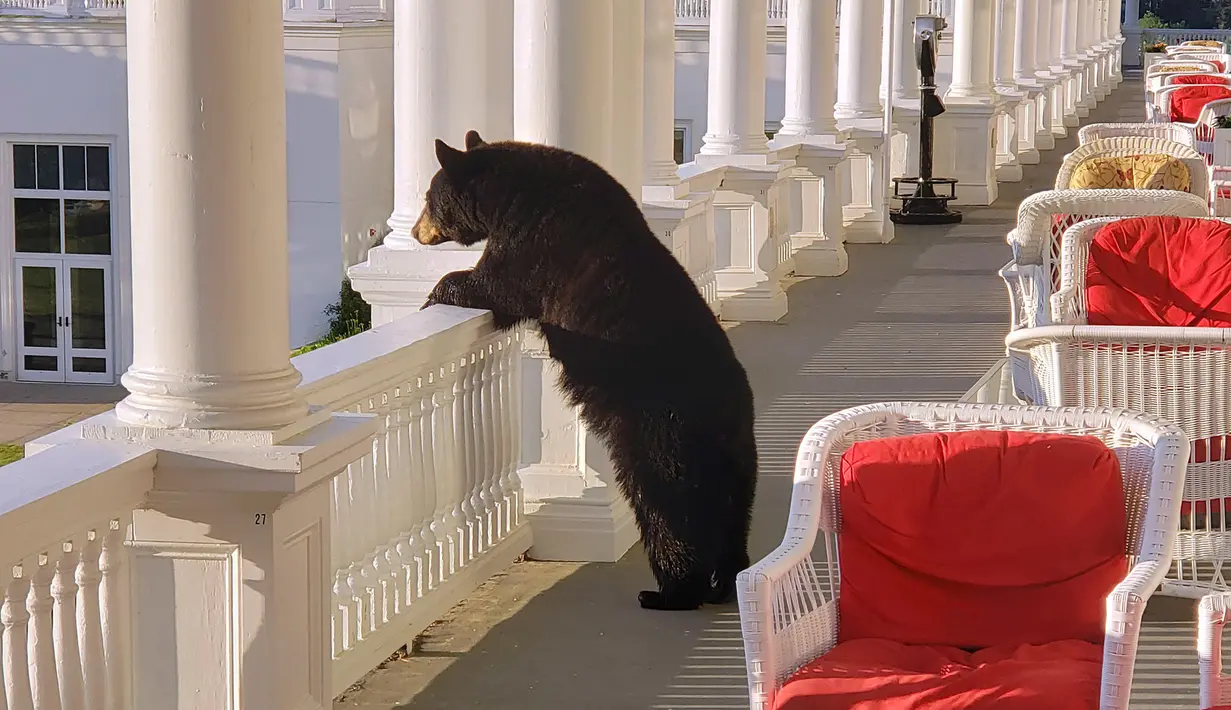 Seekor beruang hitam mengintip dari pagar beranda Omni Mount Washington Resort, New Hampshire, Amerika Serikat, Sabtu (29/7/2019). Beruang hitam tersebut seperti tengah menikmati keindahan pemandangan White Mountains di depannya. (Sam Geesaman/Omni Mount Washington Resort via AP)
