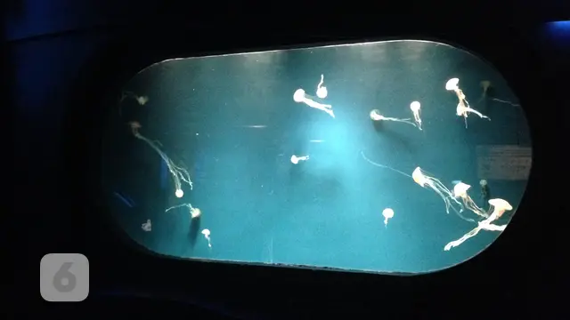 Jakarta Aquarium