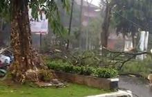 Hujan Ekstrem di Bogor, Pohon Besar Tumbang Tutup Ruas Jalan, Sepeda Motor Terguling