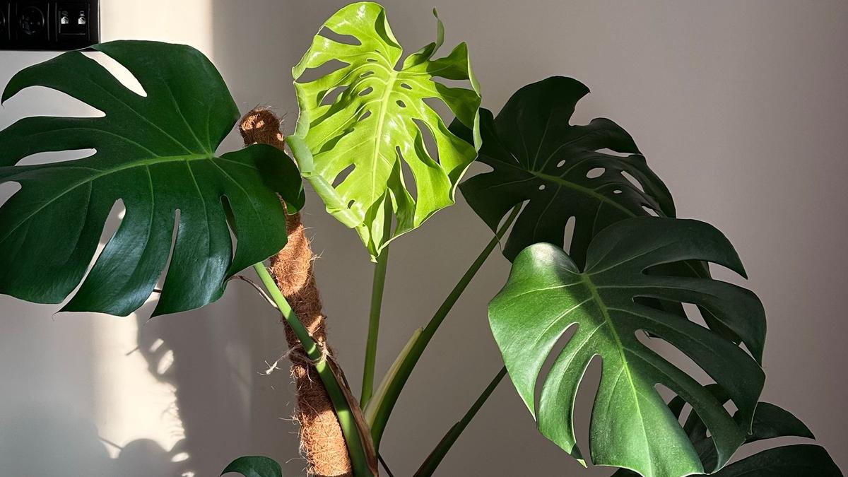 Perbedaan Monstera dan Philodendron Lengkap Cara Perawatannya