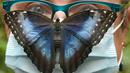 Kupu-kupu Biru (Morpho peleides) berusia beberapa jam mendarat di atas kepala seorang perempuan yang mengenakan masker di Taman Kupu-Kupu Alaris di Lutherstadt Wittenberg, Jerman pada 8 September 2020. (Waltraud Grubitzsch/dpa via AP)