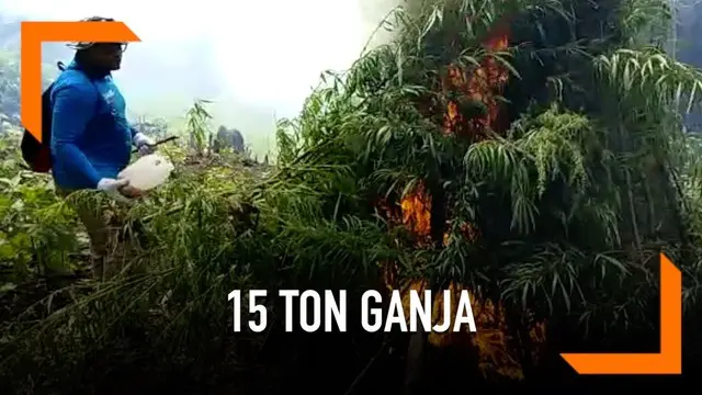 Aparat gabungan dari BNN, TNI, dan Polri memusnahkan 15 ton ganja basah dari sebuah ladang di Indrapuri, Aceh Besar.